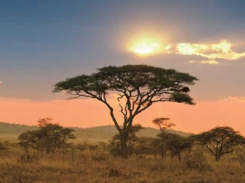 Africa Africa